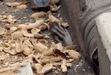 Giật mình khoảnh khắc bàn chân lông lá thoắt ẩn thoắt hiện dưới kẽ hở khán đài, chới với vồ lấy đồ ăn rồi lặn mất tăm