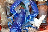 Bắt được tôm hùm xanh đột biến tỷ lệ 1/2.000.000 cực "khủng", hành động sau đó của hai cha con khiến ai cũng ngỡ ngàng