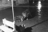 Sự thật rùng rợn qua camera an ninh lúc nửa đêm khiến cả làng thức trắng