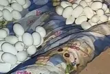 Sau 6 tháng đi làm xa, người đàn ông chết lặng khi căn nhà biến thành "đại bản doanh" của loài bò sát cực độc