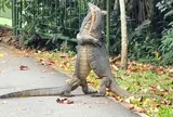 Dắt chó đi dạo, cô gái bắt gặp cảnh tượng "rợn người" của hai sinh vật khổng lồ giữa phố