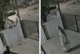 Đang đi dạo trong sân, cụ bà 91 tuổi bị khỉ tấn công đến tử vong: Camera ghi lại phút ám ảnh