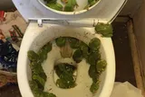 Mở nắp bồn cầu, người phụ nữ "chết đứng" với thứ lúc nhúc bên trong