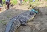 Rợn người cảnh cụ ông U60 lội sông "solo" trói cổ cá sấu khổng lồ 7 mét như phim hành động