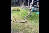 Ngửi thấy mùi lạ trong phòng ngủ, cúi xuống gầm giường kiểm tra thấy cảnh tượng kinh hãi