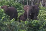 Vào rừng chặt che, nam thanh niên 25 tuổi bị voi giẫm thiệt mạng: Hé lộ chi tiết đau lòng