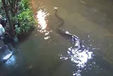 Camera giám sát ghi lại cảnh tượng nổi da gà: "Thủy quái" dài gần 3 mét lù lù trồi lên bơi tung tăng giữa phố lụt