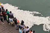 Đang mải mê thả mồi cho cá, du khách ngỡ ngàng trước cảnh tượng "trắng xóa" khó tin trên mặt sông