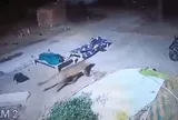 Báo dữ áp sát hai người đang ngủ ngoài trời: Camera ghi lại phút thót tim