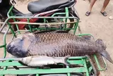 Sáng ra bờ sông, dân làng tá hỏa lôi lên "thủy quái" 100kg: Sự thật phía sau mới đáng sợ!