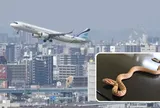Rắn hoang dã đột nhập buồng lái trườn qua chân cơ trưởng, ẩn nấp suốt 24 giờ dưới thảm khoang hành khách