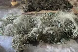 Phát hiện cơ sở sản xuất bánh ú tro trộn chất cấm chuẩn bị bán Tết Đoan Ngọ: Công an thu giữ 3.000 thành phẩm