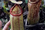 Mất tích 14 ngày giữa rừng sâu, người phụ nữ 49 tuổi thoát chết nhờ thứ nước ít ai dám uống