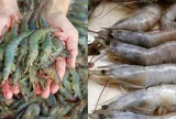 Đi chợ chỉ cần nhìn vào chỗ này là biết ngay tôm tươi hay để lâu, nhiều người mua thường xuyên vẫn chưa biết