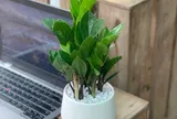 Muốn bàn làm việc vừa đẹp vừa "hút lộc", đừng bỏ qua 4 loại cây mini này