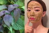 3 cách sử dụng lá tía tô để hỗ trợ làn da sáng khỏe, giảm mụn và chăm sóc da tự nhiên