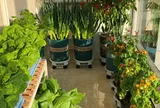 Ban công chưa đầy 6m² hóa “vườn rau mini”, cô gái tự cung tự cấp hơn 20 loại thực phẩm xanh