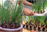 Cách trồng hành lá trong chậu đơn giản, xanh tốt quanh năm, tránh vàng lá, thối gốc