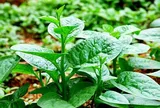 Cách trồng mồng tơi lớn nhanh, ngọn mập, hái nhiều lứa