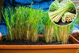 Cách trồng cây sả trong chậu để đẻ nhiều nhánh, trồng 1 lần thu hái nhiều năm