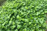 Cách trồng lá lốt ít rễ, nhiều mầm, lá to xanh mướt