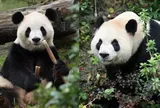 Cặp gấu trúc Ping Ping và Fu Shuang chính thức định cư tại Vườn thú Atlanta (Mỹ)