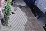 Camera ghi lại khoảnh khắc nổi da gà: Báo hoa mai lẻn vào nhà tấn công chó cưng