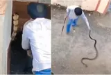 Khoảnh khắc thợ săn rắn nghẹt thở đối đầu "mãng xà" hung hãn dài 3m