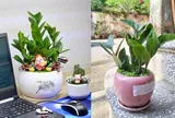 Trồng cây kim tiền phạm phải 7 sai lầm này, tài lộc khó vào nhà, tiền bạc dễ thất thoát, đặc biệt là số 2