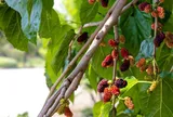 2 loại cây trồng trước nhà khiến gia chủ hao tài, tiền bạc "đội nón ra đi", nhiều người vẫn vô tư trồng