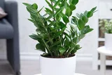 Cây kim tiền hút tài lộc nhưng có thể gây hại nếu không biết 2 điều này trước khi trồng