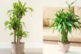 Nhà giàu thường trồng 3 loại cây này trong phòng khách: Không chỉ đẹp mà còn chiêu tài, đón vượng khí, hút tài lộc