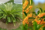 5 loại cây được ví là "Thần Tài" của gia đình, trồng trước nhà giúp gia chủ hút tài lộc, may mắn quanh năm