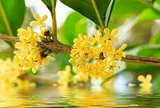 Mộc hương được ví như cây quý hút tài lộc nhưng trồng ở 6 vị trí này dễ rước phiền toái vào nhà