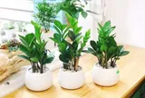 Trồng cây kim tiền trong nhà: 1 việc nên làm và 4 điều cần tránh để cây luôn xanh tốt, hút tài lộc