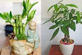 2 loại cây nhà giàu thường đặt trong nhà để chiêu tài, hút lộc: Có 1 chậu cũng giúp không gian thêm vượng khí