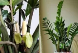 Cây kim tiền xuất hiện dấu hiệu này là điềm báo tài lộc sắp gõ cửa, không phải ai cũng có cơ hội nhìn thấy