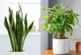 4 loại cây là biểu tượng tài lộc giúp gia chủ sung túc giàu sang đặc biệt là loại thứ 3