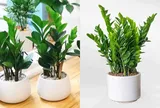 Đừng tùy tiện trồng cây kim tiền trong nhà nếu không biết 3 điều kiêng kỵ này, tránh phản tác dụng
