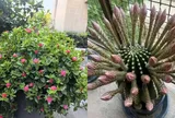 5 loại hoa đẹp đến mấy cũng không nên tùy tiện trồng trong nhà, nhiều gia đình đang mắc phải, đặc biệt là số 1