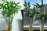 Trồng trúc phú quý để chiêu tài hút lộc, nhiều người không biết điều này lại khiến cây héo vàng, tài lộc khó tụ