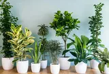 Đặt cây trong nhà để chiêu tài: 3 vị trí đại kỵ nhiều người vô tình mắc phải, cây dễ héo úa, phản tác dụng