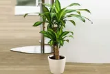 6 loại cây cảnh chiêu tài, trấn trạch: Người mới chơi cũng dễ chăm, càng trồng càng vượng nhà