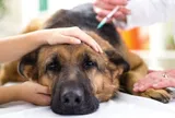 Điều chưa từng có: Người lao động có thể nghỉ phép chỉ vì thú cưng bị bệnh