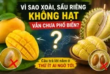Vì sao xoài và sầu riêng không hạt vẫn là bài toán khó? Câu trả lời nằm ở thứ ít ai ngờ tới