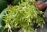 Hoa đu đủ đực chữa ung thư: Sai lầm nhiều người mắc có thể đánh đổi bằng cơ hội điều trị