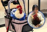 Khi một con gà cũng có thể trở thành “thành viên gia đình”: Xu hướng nuôi thú cưng độc lạ ở khiến nhiều người bất ngờ