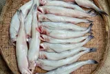 Loại cá thân mềm, không vảy, nhìn tưởng khó ăn lại là đặc sản biển nổi tiếng, mang lại nhiều lợi cho sức khỏe