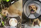 Chú chó hoang "quen mặt" ở ga tàu bất ngờ gặp nạn, hành động của hàng chục tài xế sau đó khiến nhiều người xúc động
