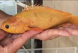 Bắt được con cá vàng óng khác hẳn bình thường, gia chủ quyết giữ lại dù nhiều người trả giá “khủng”
